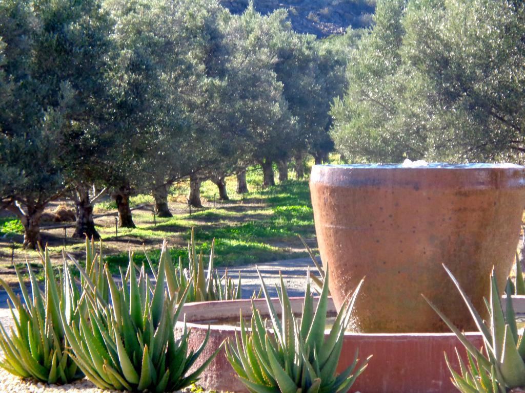 Olive Grove Guest Farm Villa Beaufort West Exterior foto